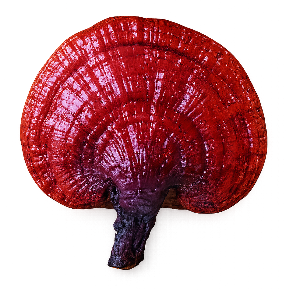 Ganoderma Lucidum