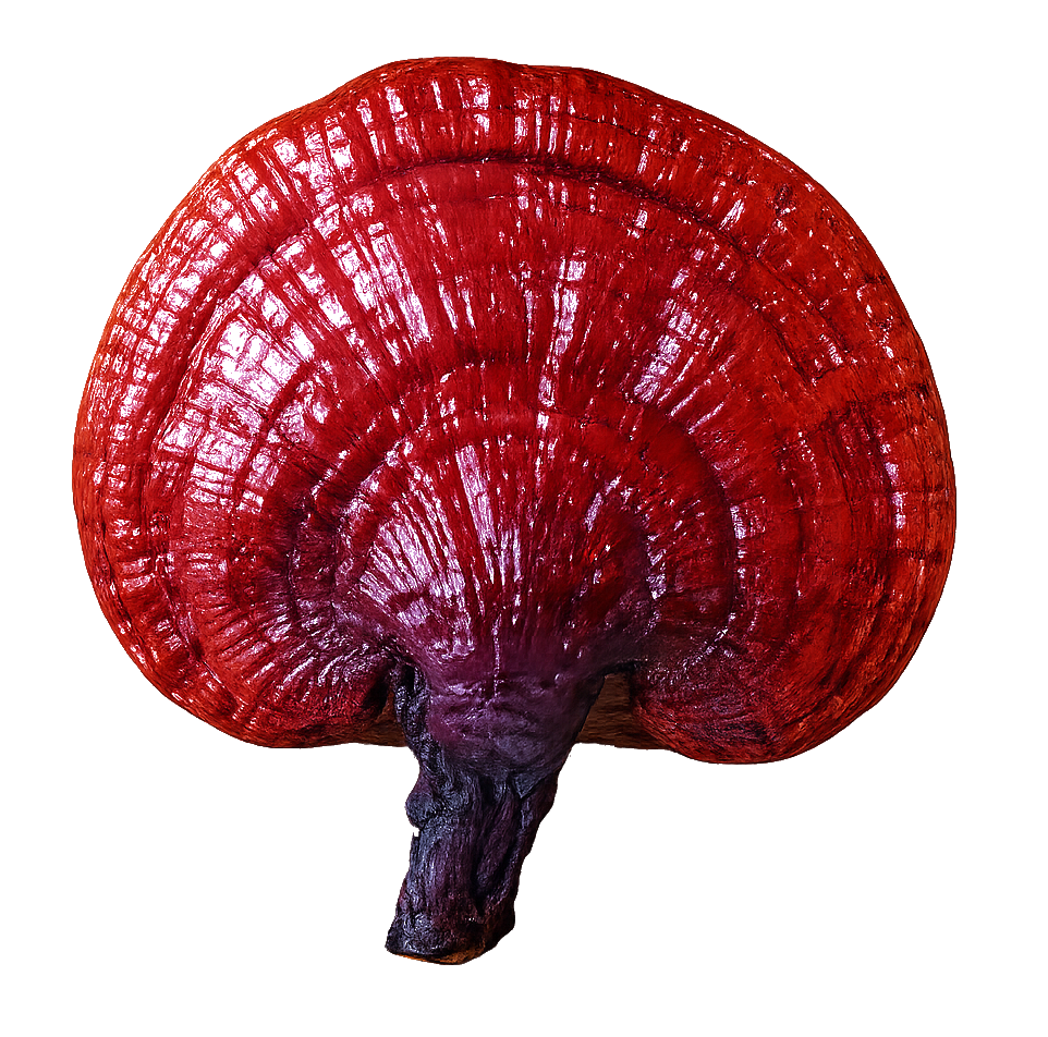 Ganoderma Lucidum